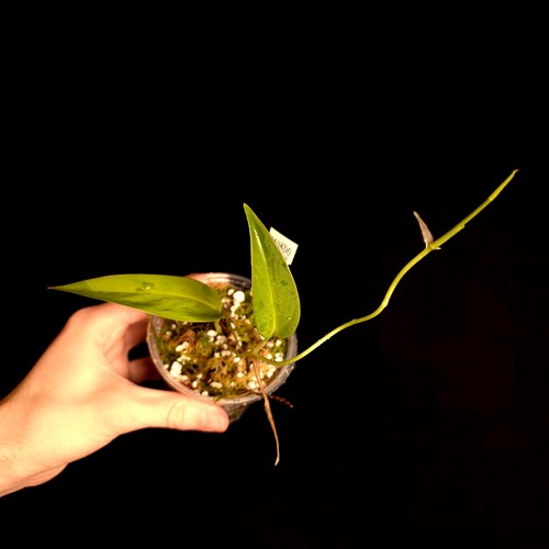Monstera green velvet - monstera, sp.
