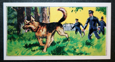 GERMAN SHEPHERD aka ALSATIAN  Police Dog   Vintage 1971 Illustrated Card  FE11M