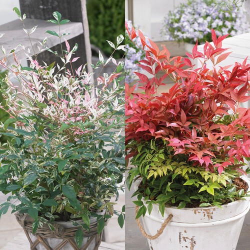 Nandina duo hardy - nandina,