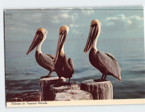 Postcard pelicans tropical - pelicans, in