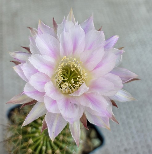 Woow echinopsis lobivia con - woow,
