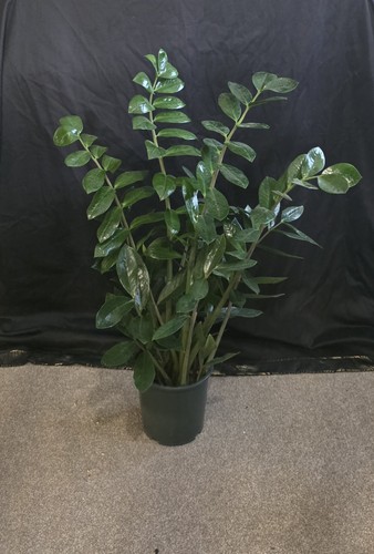 Premium dense crown plant - crown, zz