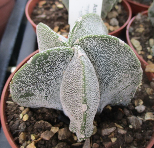 Astrophytum myriostigma - astrophytum,