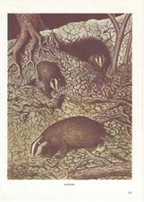 Vintage badger print, old wall