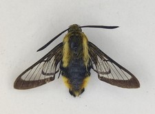 Hemaris affinis Sphingidae