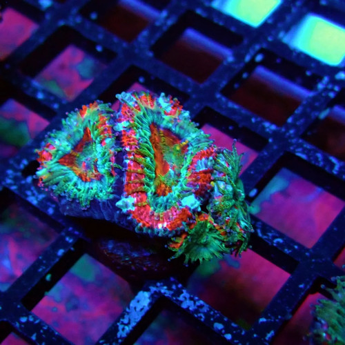 Wysiwyg acan lord coral - acan,