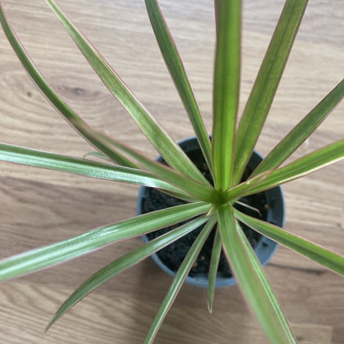 Dracaena bicolour dragon - dracaena,