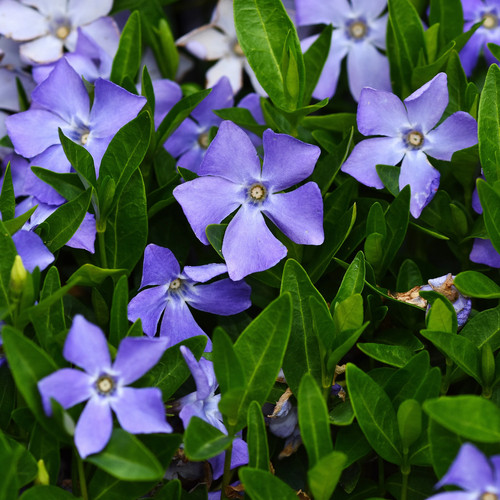 Vinca major greater - x,