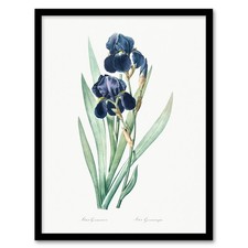 Pierre Joseph Redoute Framed