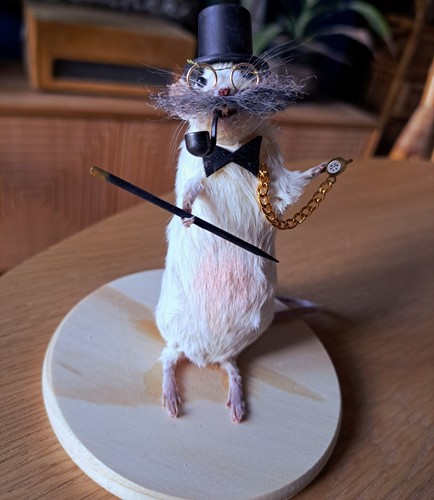 Old gentleman mouse taxidermy - old,