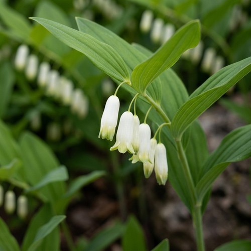 Dwarf solomon seal plant - dwarf,