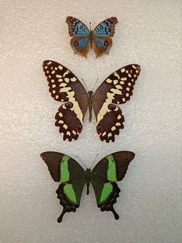 Butterfly crafting bundle - butterfly,