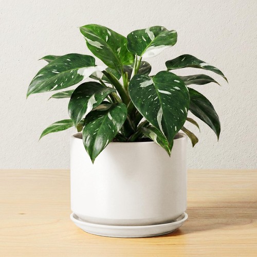 Tauci inch ceramic pots - ceramic,