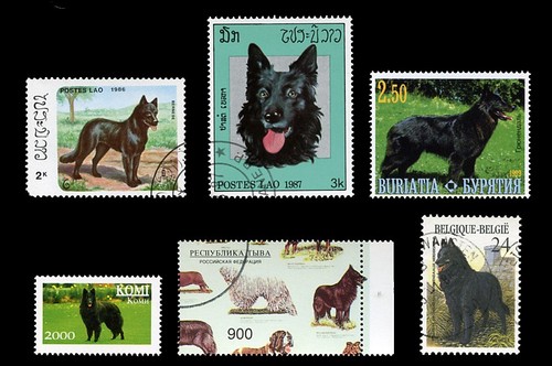 Belgian shepherd dog - belgian,