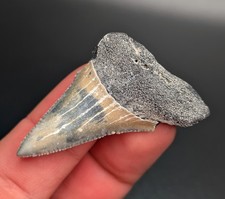 Incredible Lower Great White Shark Tooth North Florida Quality Fossil