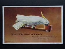 Bird Theme LEMON CRESTED