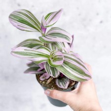 Tradescantia 'Nanouk'