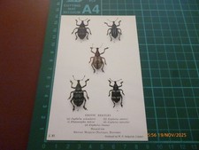 BRITISH MUSEUM EXOTIC BEETLES