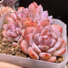 Exact Plant, Echeveria Orange