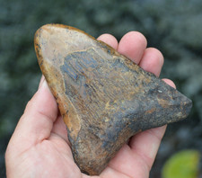 AMAZING VALUE, GENUINE MEGALODON SHARK TOOTH!.... BEST VALUE MEGS !!!! Bd146
