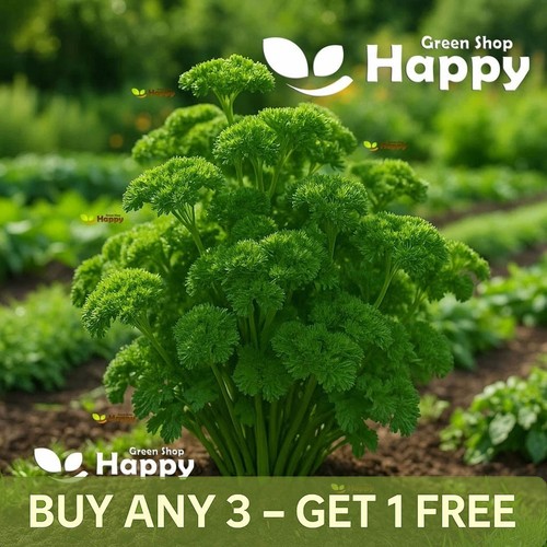 Herb seed moss curled - moss,