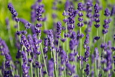 2 X Lavandula angustifolia
