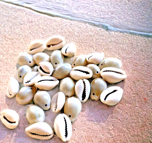 Pcs natural cowrie shell - 30,