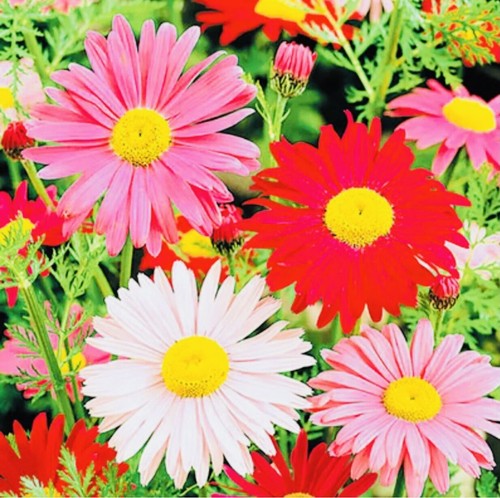Chrysanthemum giant - x,