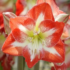 Amaryllis Exotic Striped in
