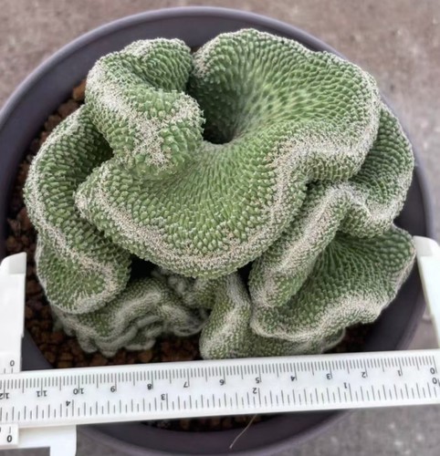Rare plant strombocactus - rare,