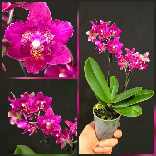 Phalaenopsis peloric pink - phalaenopsis,
