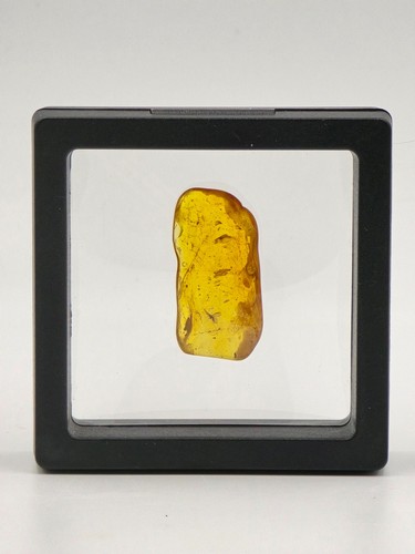 Genuine baltic amber with - genuine,