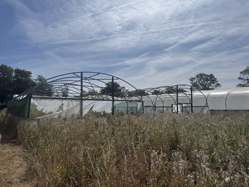 Polytunnels - 2,