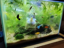 5 x ELODEA DENSA 75CM TOTAL AQUARIUM FISH TANK OXYGENATING PLANT LIKE HORNWORT