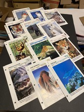12 Animal Wild Life Cards from