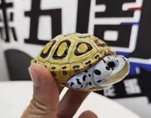 Carolina diamondback terrapin - diamondback,