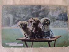 Vintage Dog Postcard, Pekingese Puppies, Posted 1906, Knights Series