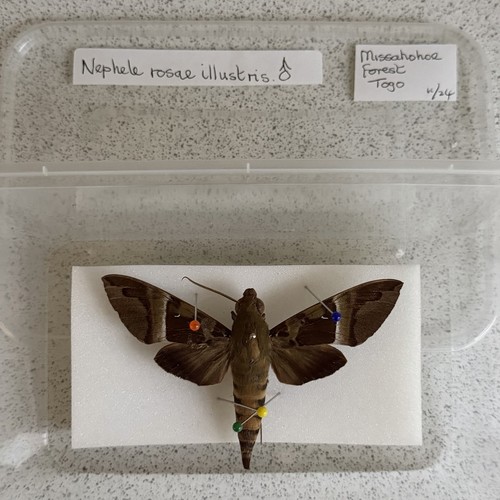Entomology nephele rosae - nephele,