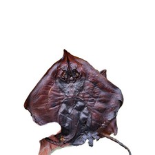 5pcs Stingray Fish. Delicious