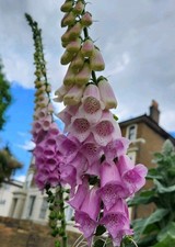  Digitalis Purpurea Common