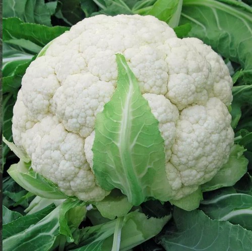 Cauliflower early cabbage - -,