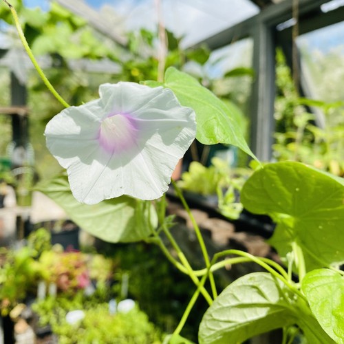 Morning glory white - blush, 2