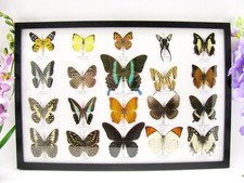 20 beautiful butterfly butterflies in showcase - framed - real - A-20-blumei-06