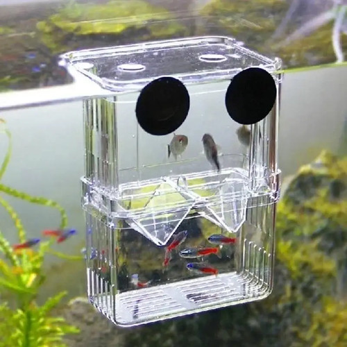 Transparent fish breeding - transparent,