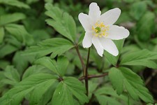 Wood anemone - -,