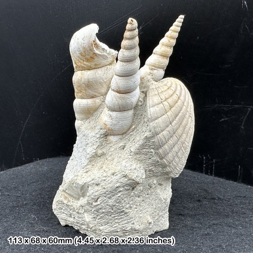 Mixed gastropod fossils - , on