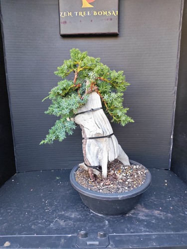 Tanuki needle juniper bonsai - juniper,