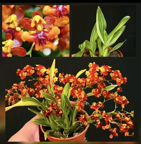 Rare oncidium gold dust - oncidium,