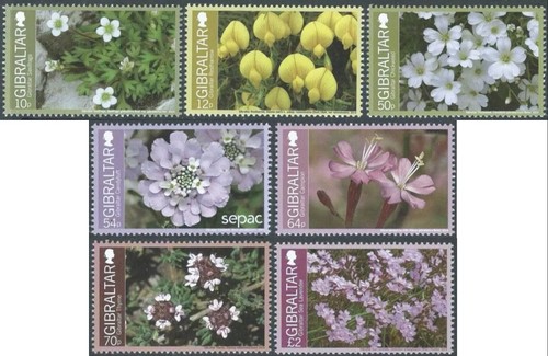 Gibraltar endemic flowers - gibraltar,