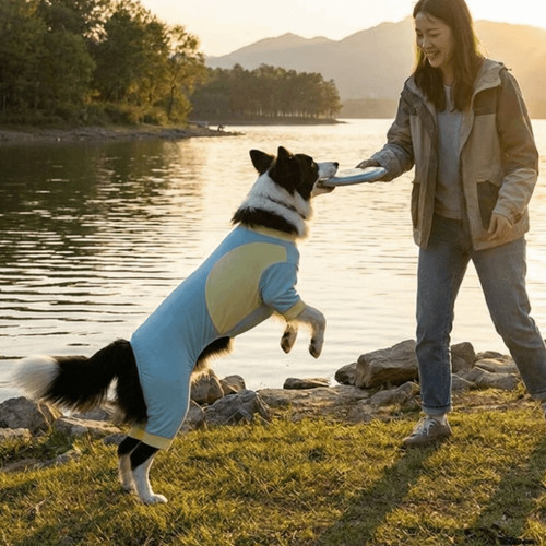 Cool feeling cooling dog - cool,